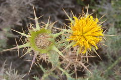 Berkheya cruciata cruciata
