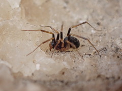 Zodarion elegans