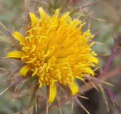 Berkheya cruciata cruciata