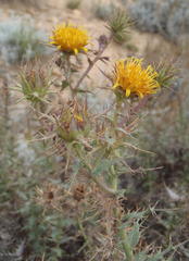 Berkheya cruciata cruciata
