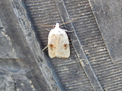 Agonopterix nervosa