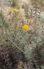 Berkheya cruciata cruciata