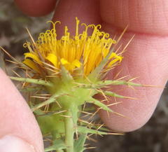 Berkheya cruciata cruciata