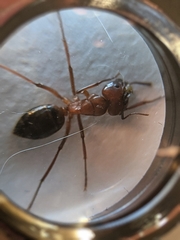 Camponotus