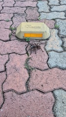 Acanthoscurria paulensis