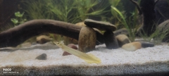 Macrognathus pancalus