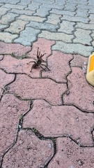 Acanthoscurria paulensis