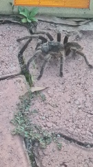 Acanthoscurria paulensis