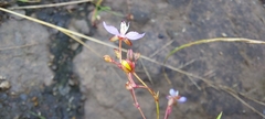 Murdannia semiteres