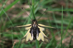 Libelloides coccajus