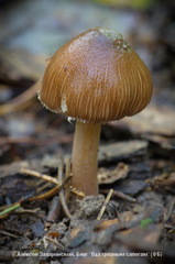 Inocybe asterospora