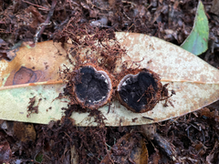 Elaphomyces americanus