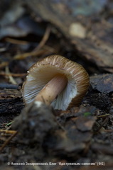 Inocybe asterospora