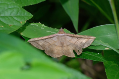 Entomogramma fautrix