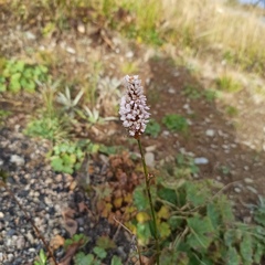 Bistorta officinalis