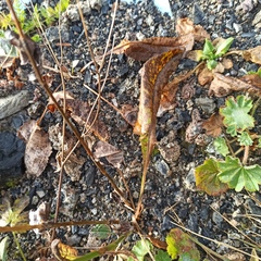 Bistorta officinalis