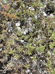 Thymus calcareus