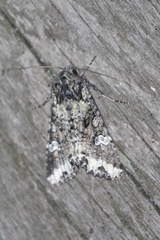 Mamestra configurata