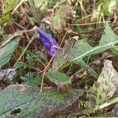 Aconitum volubile