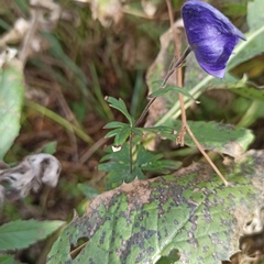Aconitum volubile