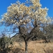 South African Wild Pear - Photo (c) Nyiko Gift Mutileni, some rights reserved (CC BY-NC), uploaded by Nyiko Gift Mutileni