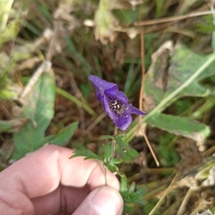 Aconitum volubile