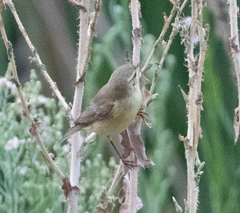 Phylloscopus ibericus