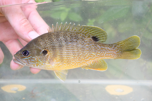 Green Sunfish