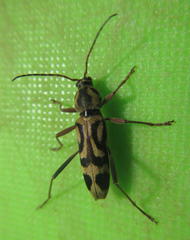 Chlorophorus annularis