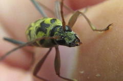 Chlorophorus annularis