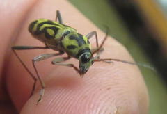 Chlorophorus annularis