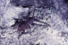 Herophila tristis