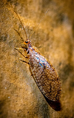 Micromus subanticus