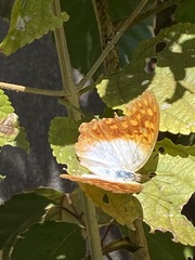 Charaxes varanes