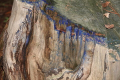 Terana