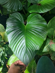 Homalomena rubescens