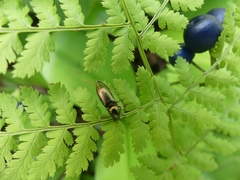 Nitidolimonius resplendens