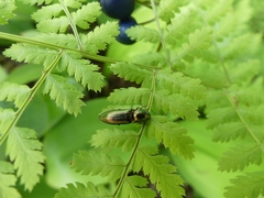 Nitidolimonius resplendens