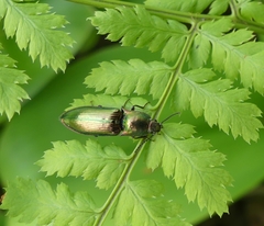 Nitidolimonius resplendens