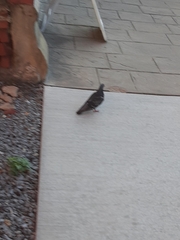 Columba livia