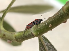 Spilostethus pandurus