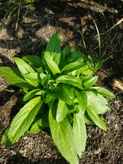 Scrophularia umbrosa