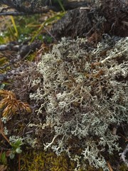 Pseudevernia furfuracea