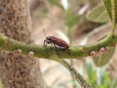 Spilostethus pandurus