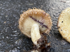 Lactarius romagnesii