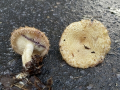 Lactarius romagnesii
