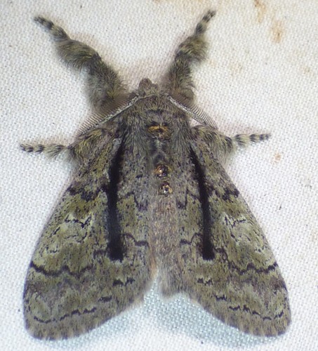 Tephra Tussock Moth photo 3