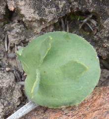 Eriospermum alcicorne