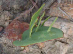 Eriospermum alcicorne