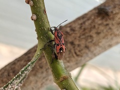Spilostethus pandurus